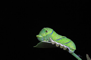Lepidoptera larvae in the wild, North China