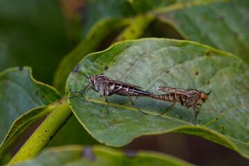 Insectivorous Gadfly in the wild, North China