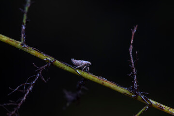 Leaf cicada on wild plants, North China
