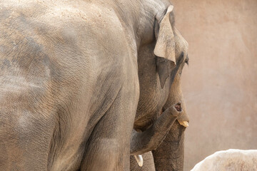 Elephant Profile