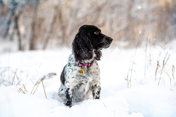 A beautiful dog black and white Russian spaniel walks in the winter forest outdoors. Winter walk with the dog in the park. Hunting dog breed. Selective focus.