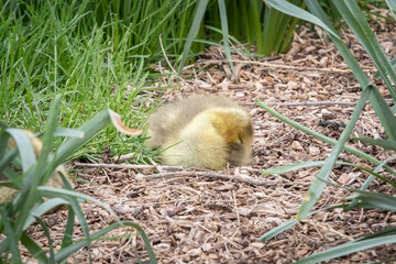 Sleeping Gosling