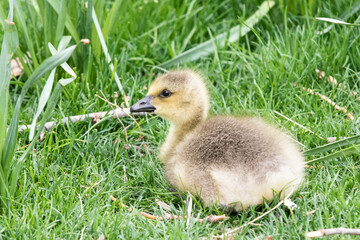 Canada Goose Gosling