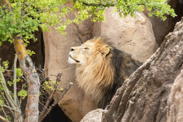 Lion at the Denver Zoo