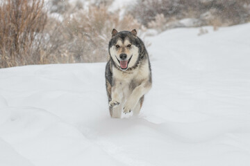 Alaskan Shepherd Loves the Snow