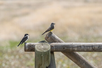 Western and Eastern Kingbirds