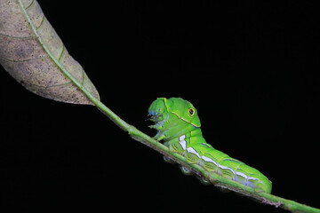 Fototapeta premium Lepidoptera larvae in the wild, North China