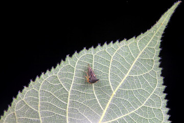 Leaf cicada on wild plants, North China