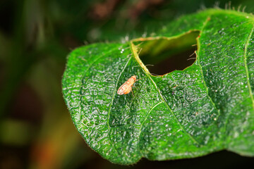 Flies on wild plants, North China