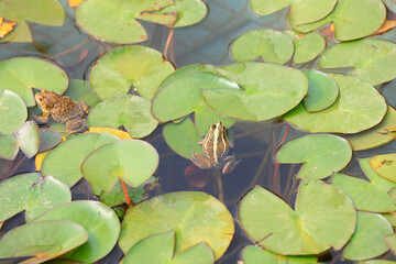 Frogs and toads are on phytoplankton in a pond in North China