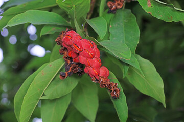 The seeds of Magnolia are on the branches, North China