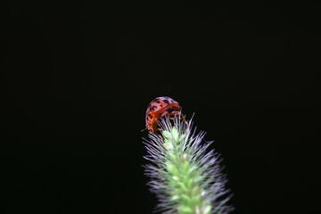 Ladybugs on wild plants, North China
