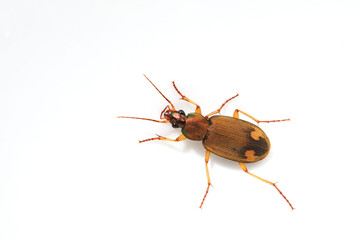 Carabidae insects in natural state, North China