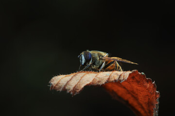 Aphid eating flies in the wild, North China