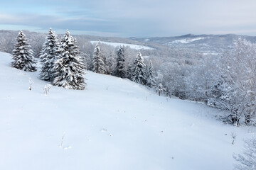 The frozen trees at the top of the mountain are covered with white snow. On a frosty sunny December day, spruce trees stand in the forest covered with white snow, wrapped in a blanket of winter.