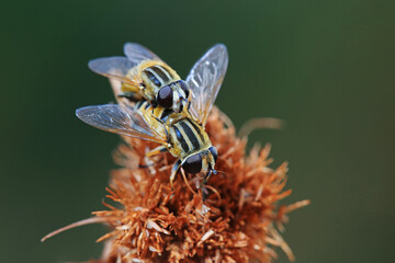 Aphid eating flies in the wild, North China