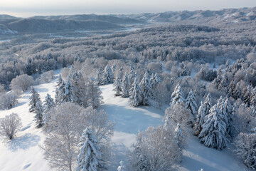 The frozen trees at the top of the mountain are covered with white snow. On a frosty sunny December day, spruce trees stand in the forest covered with white snow, wrapped in a blanket of winter.