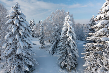 The frozen trees at the top of the mountain are covered with white snow. On a frosty sunny December day, spruce trees stand in the forest covered with white snow, wrapped in a blanket of winter.