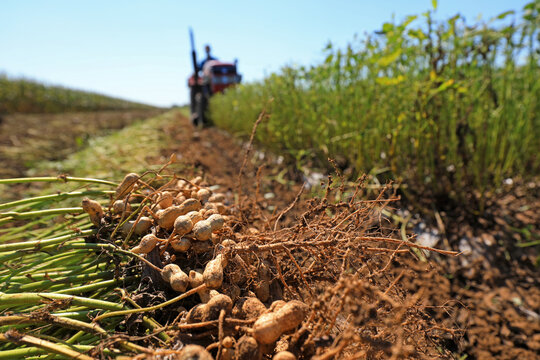 Farmers drive agricultural machinery to harvest peanuts in the fields, North China