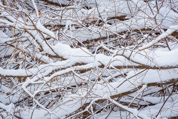 Snow in the forest on bushes and trees.