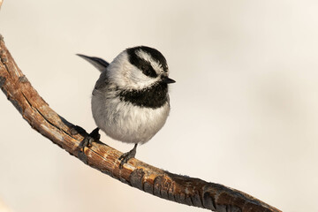 Mountain Chickadee II