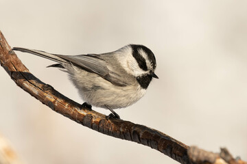 Mountain Chickadee I