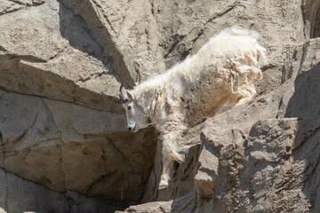 Mountain Goat Running in the Rocks