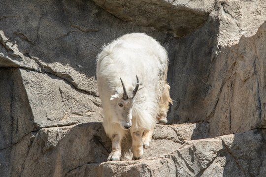 Mountain Goat Billy At The Denver Zoo
