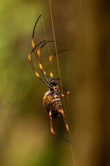 spider on golden web