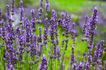 Naklejka premium Background with lavender in summer time mixed with green