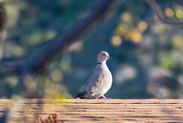 Bird standing on a roof during the day