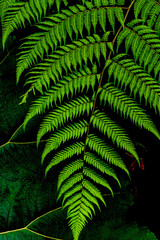 close up of a large fern leaf in the jungle of Costa Rica