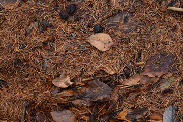 Forest floor close up texture