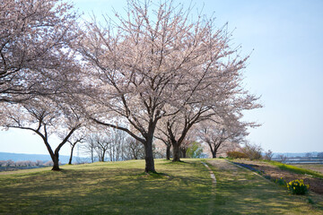 青空の下の川土手の満開の桜並木