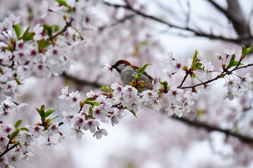 桜をくわえるニュウナイスズメのオス
