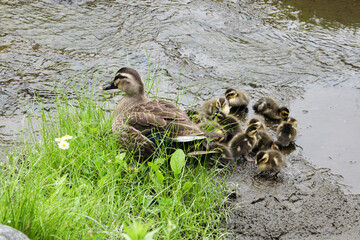 カルガモの親子
