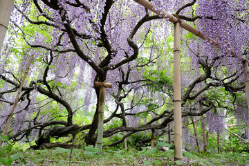 藤の名所　前山寺の藤