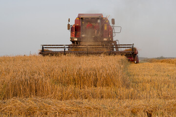 combine harvester working on a wheat field in summer evening