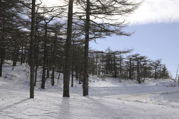 真冬の山の雪道