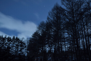 深夜の森と星空