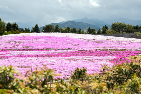 信州まつもと空港の芝桜　春の景色