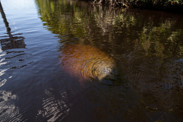 West Indian manatee Trichechus manatus in Southwest Florida