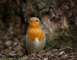 Robin In Woodland