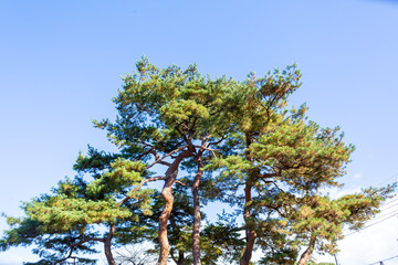 a pine tree haveing green leaves and autumn blue sky