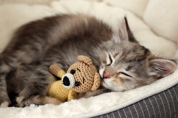 Fototapeta na wymiar Cute fluffy kitten with toy sleeping on pet bed
