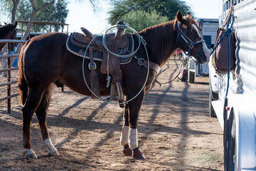 Some beautiful horse in Arizona