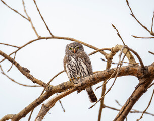 Northern Pygmy owl (Glaucidium californicum) perched on tree branch, note: northern pygmy owls are diurnal owls 