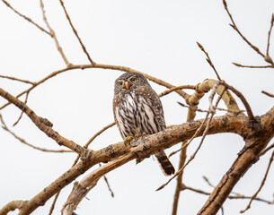 Northern Pygmy owl (Glaucidium californicum) perched on tree branch, note: northern pygmy owls are diurnal owls 
