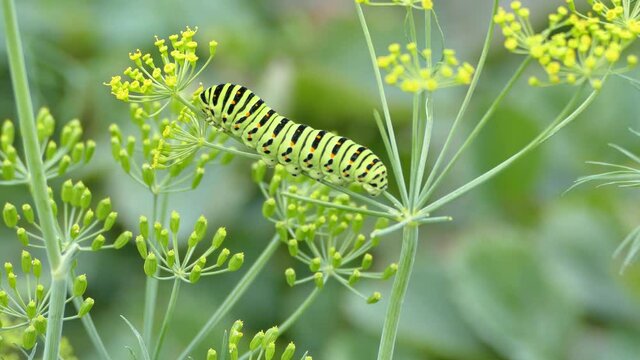 Swallowtail caterpillar of Papilio machaon butterfly resting on the dill plant