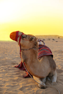 Camel in knitted orange muzzle lies in the desert, vertical orientation